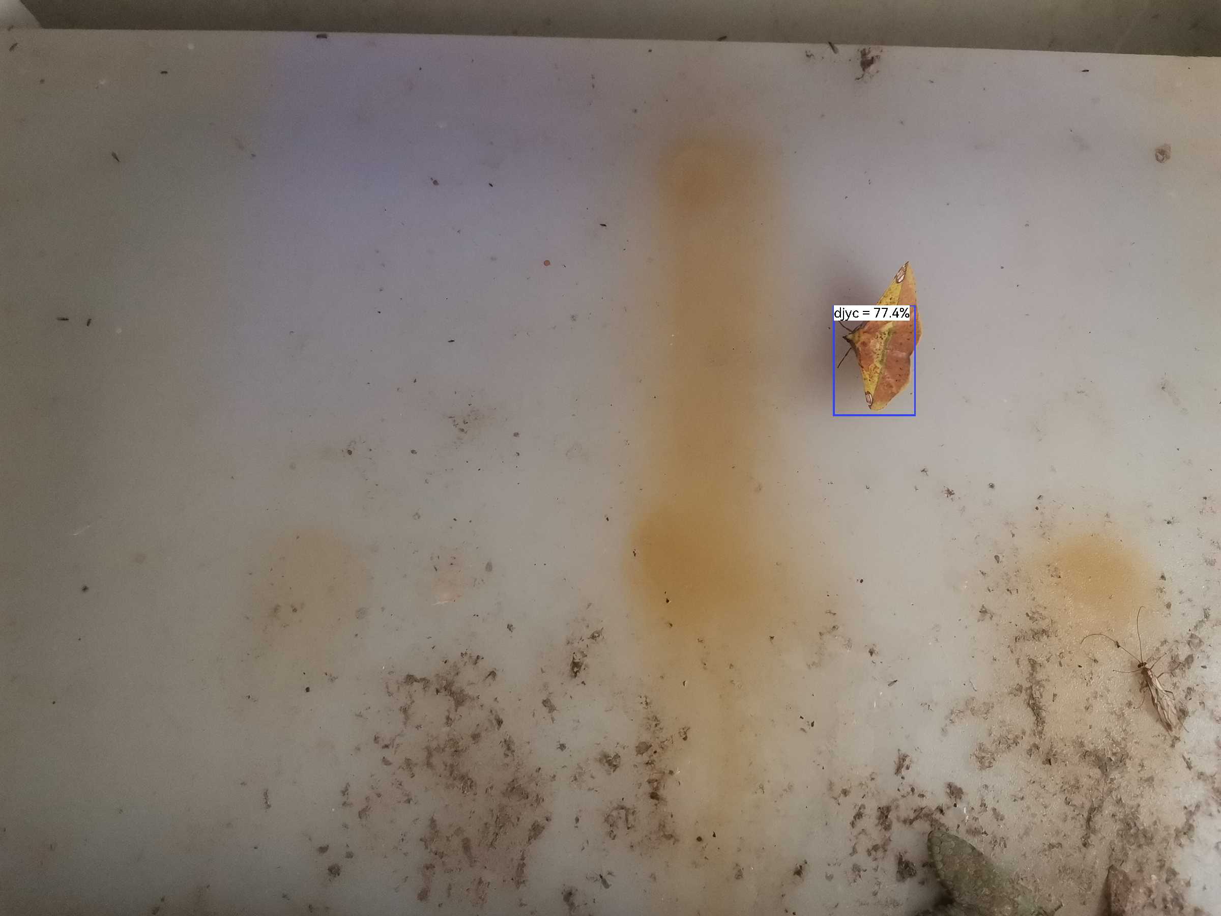 虫情图片23:18:26