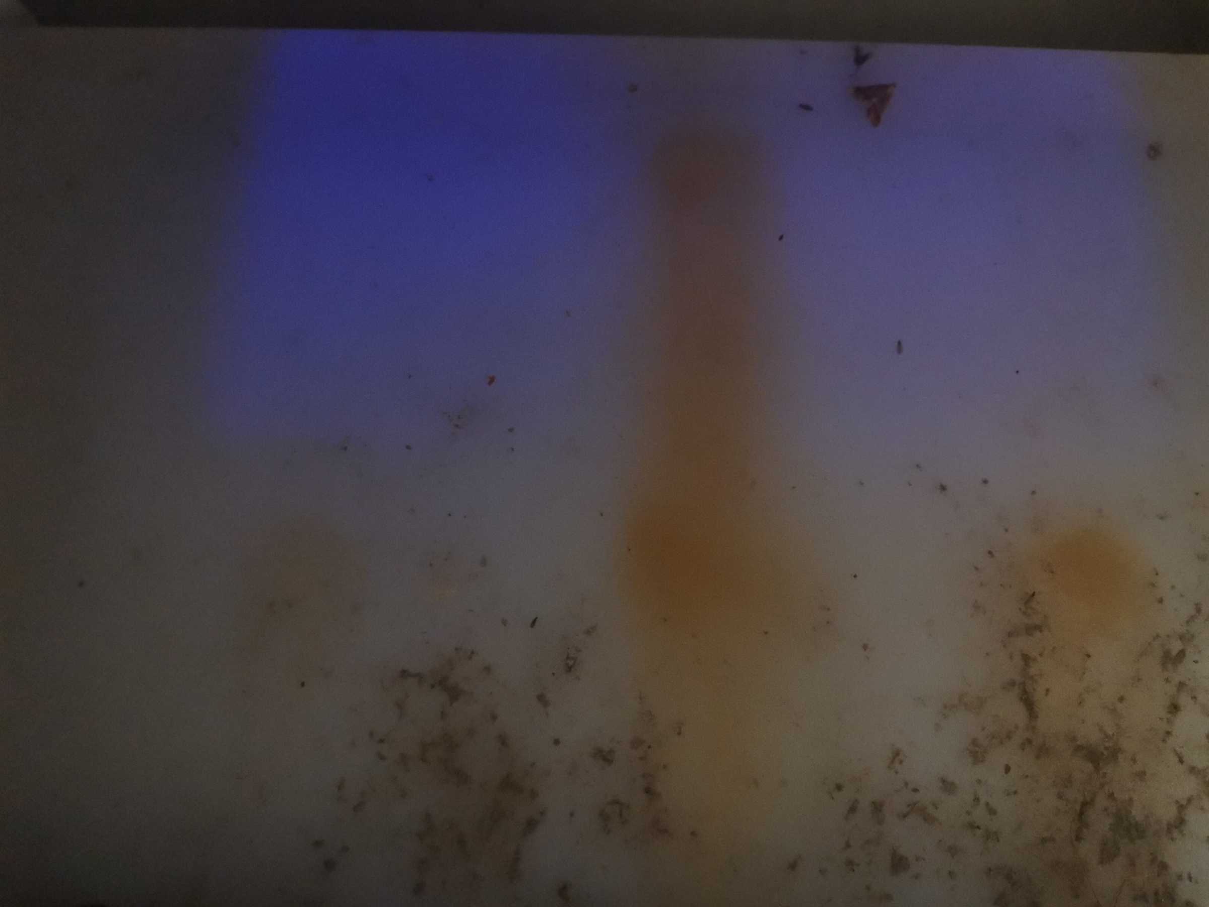 虫情图片20:11:32