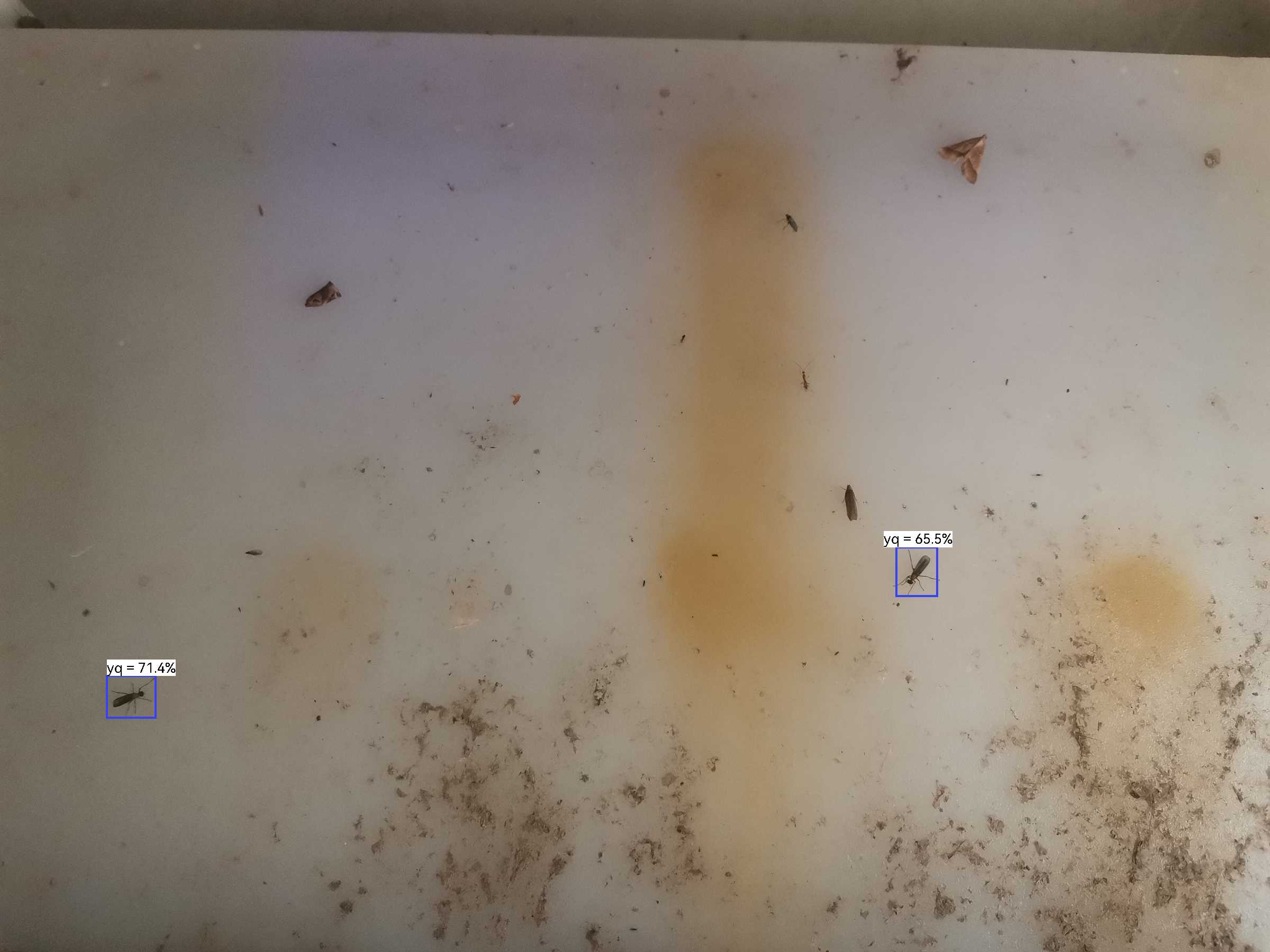 虫情图片20:44:18