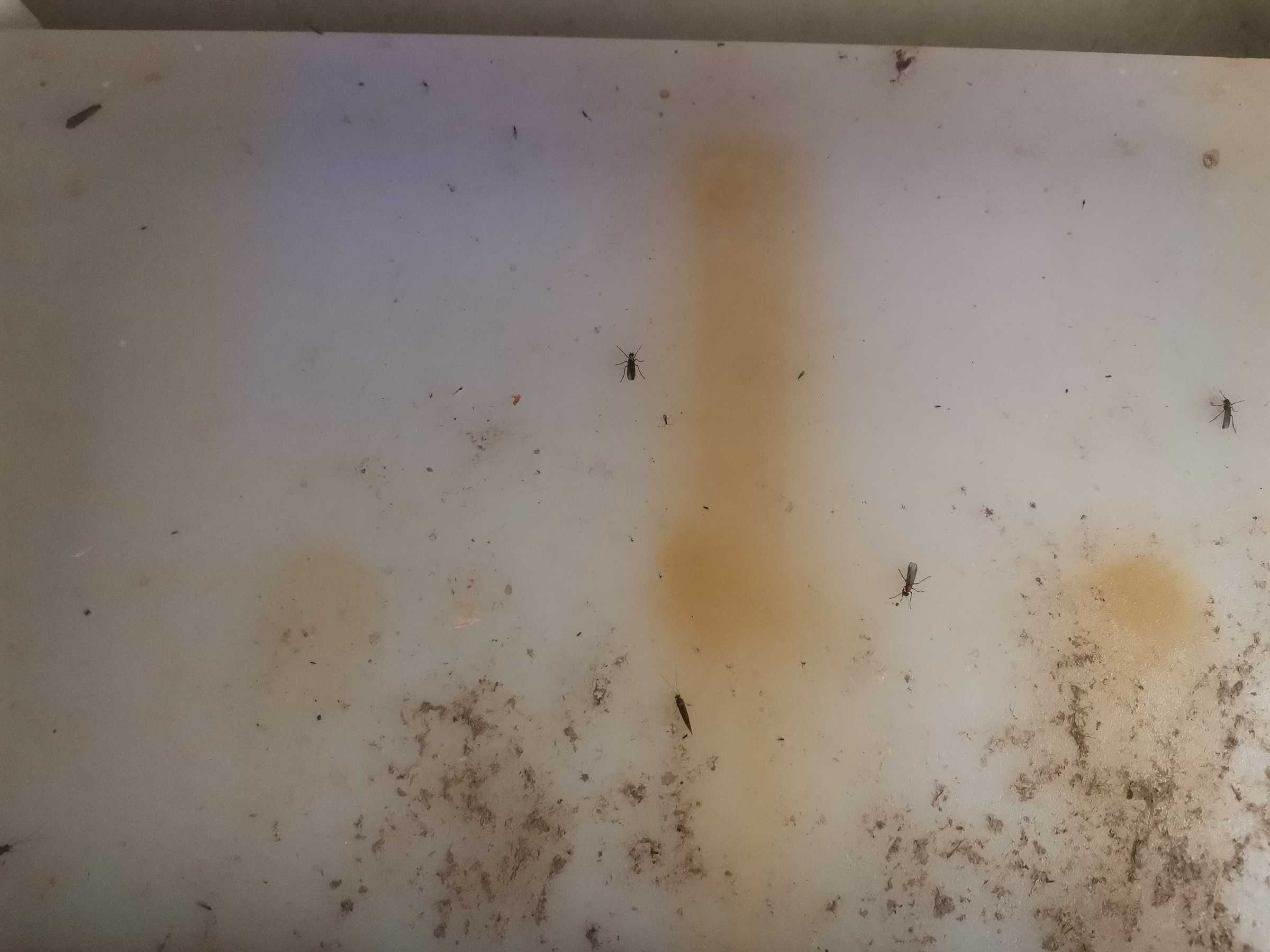 虫情图片21:33:13