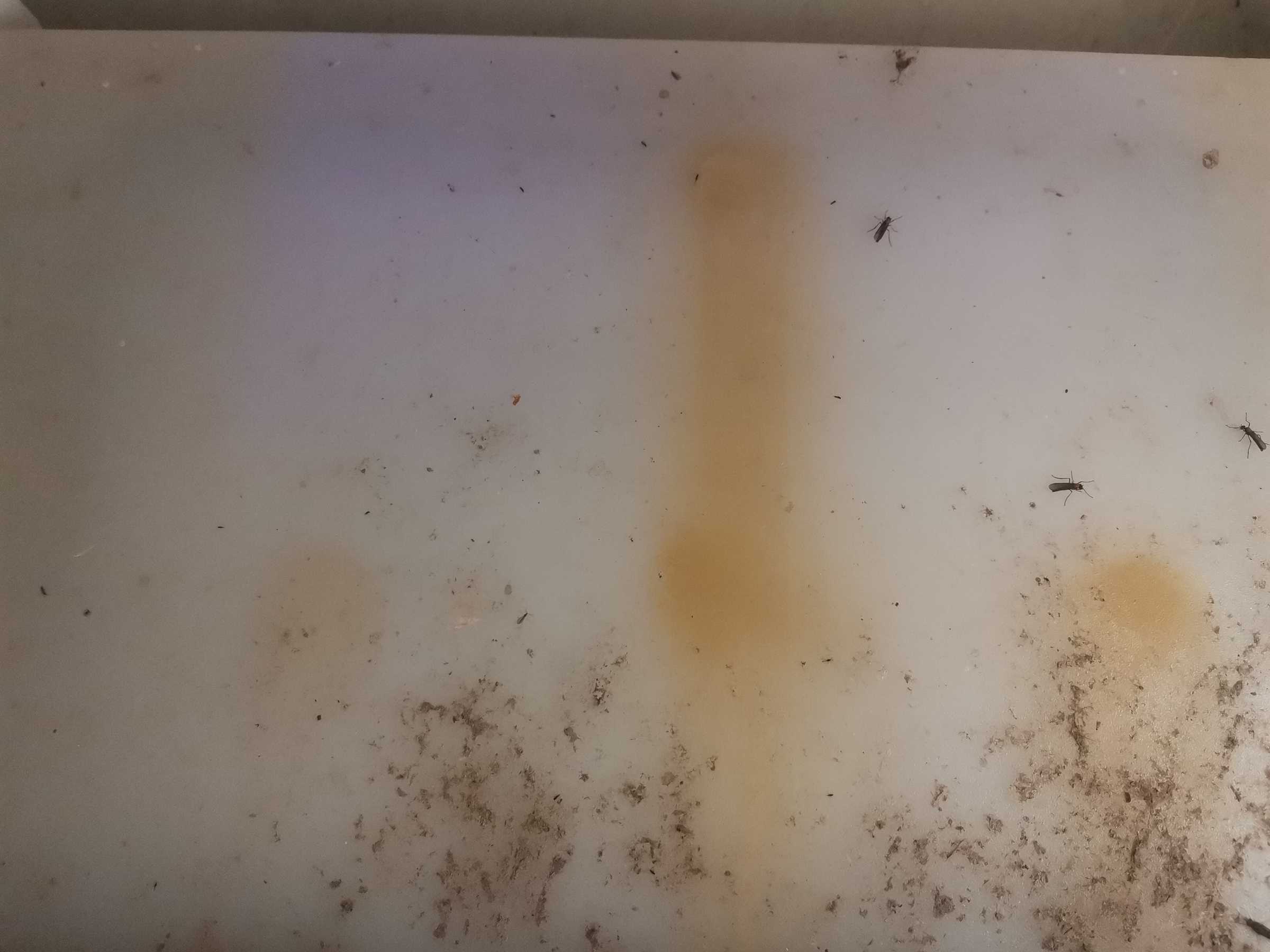 虫情图片22:22:32