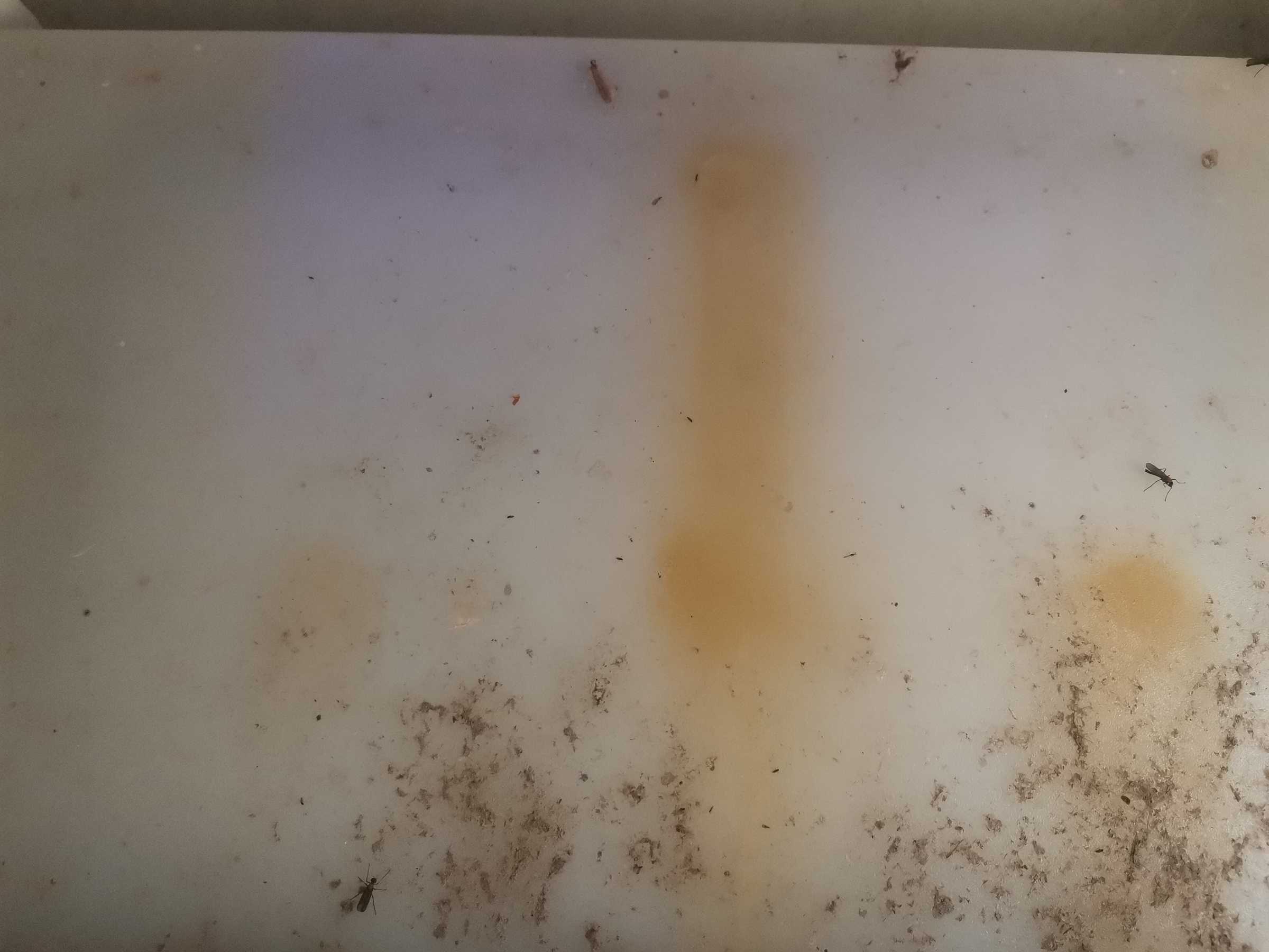 虫情图片23:11:35