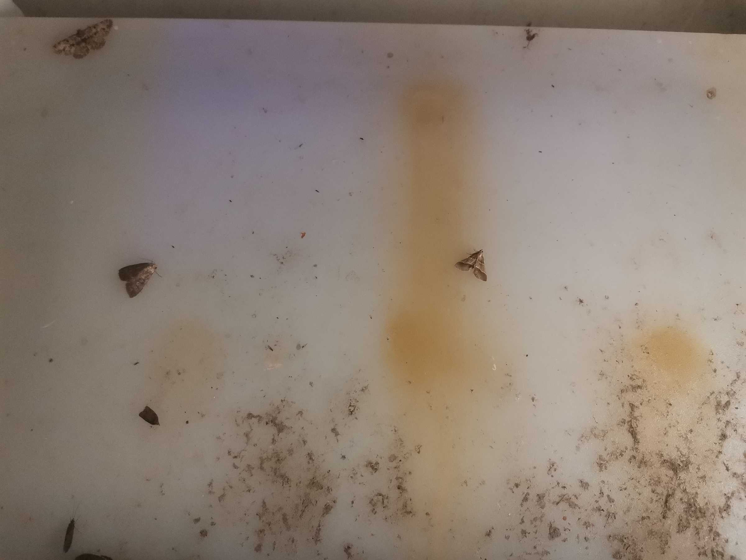 虫情图片21:16:30