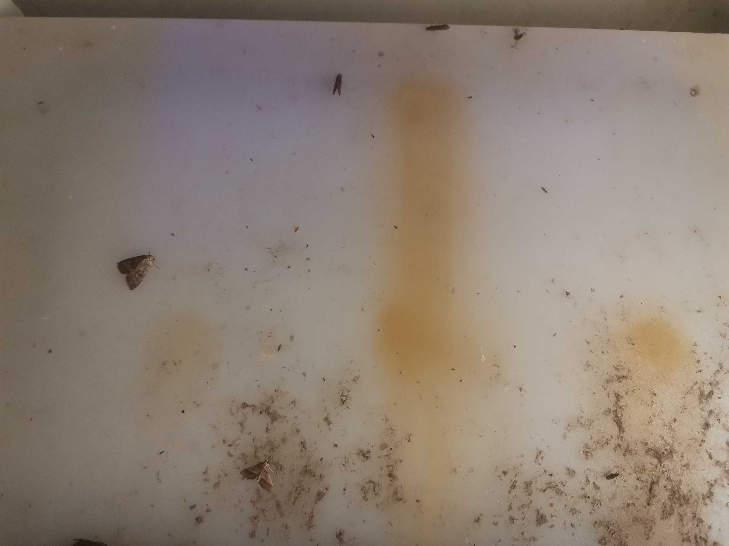 虫情图片21:48:16