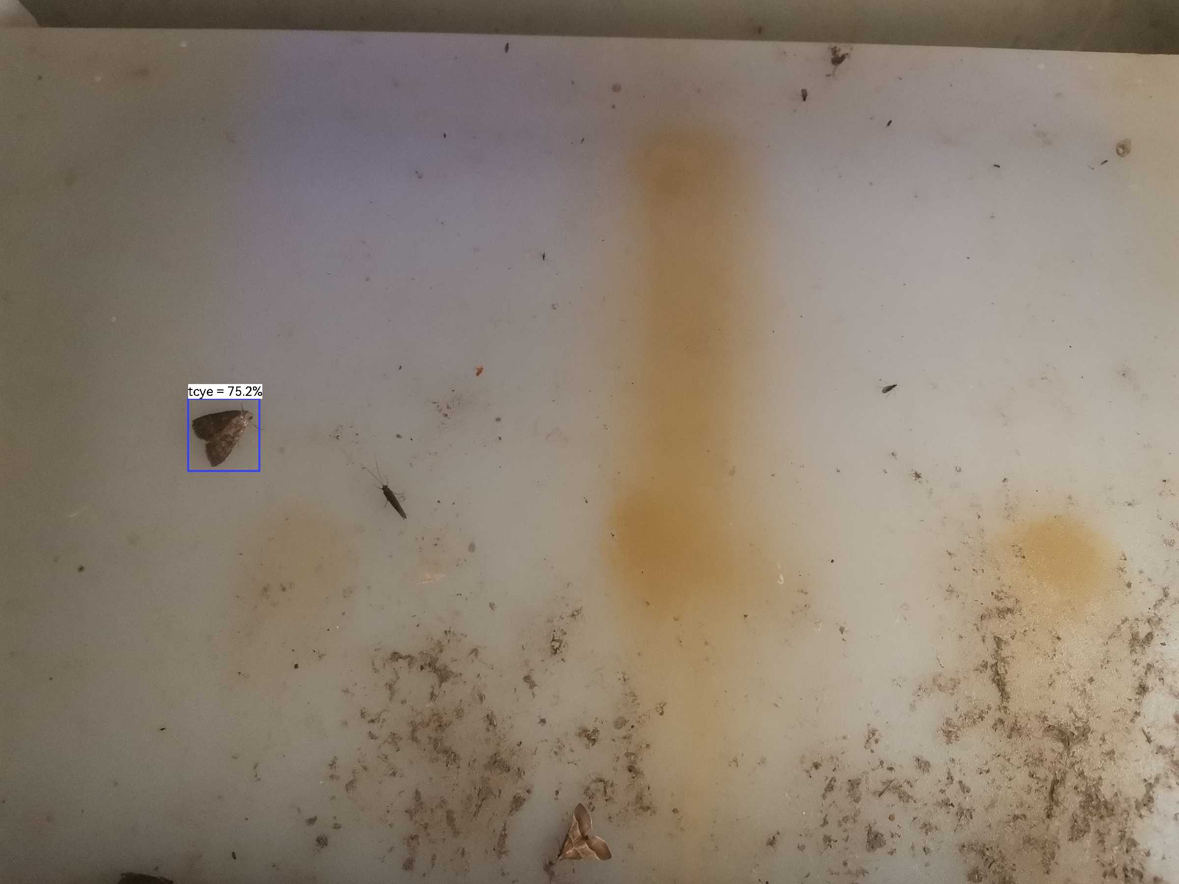 虫情图片22:15:20