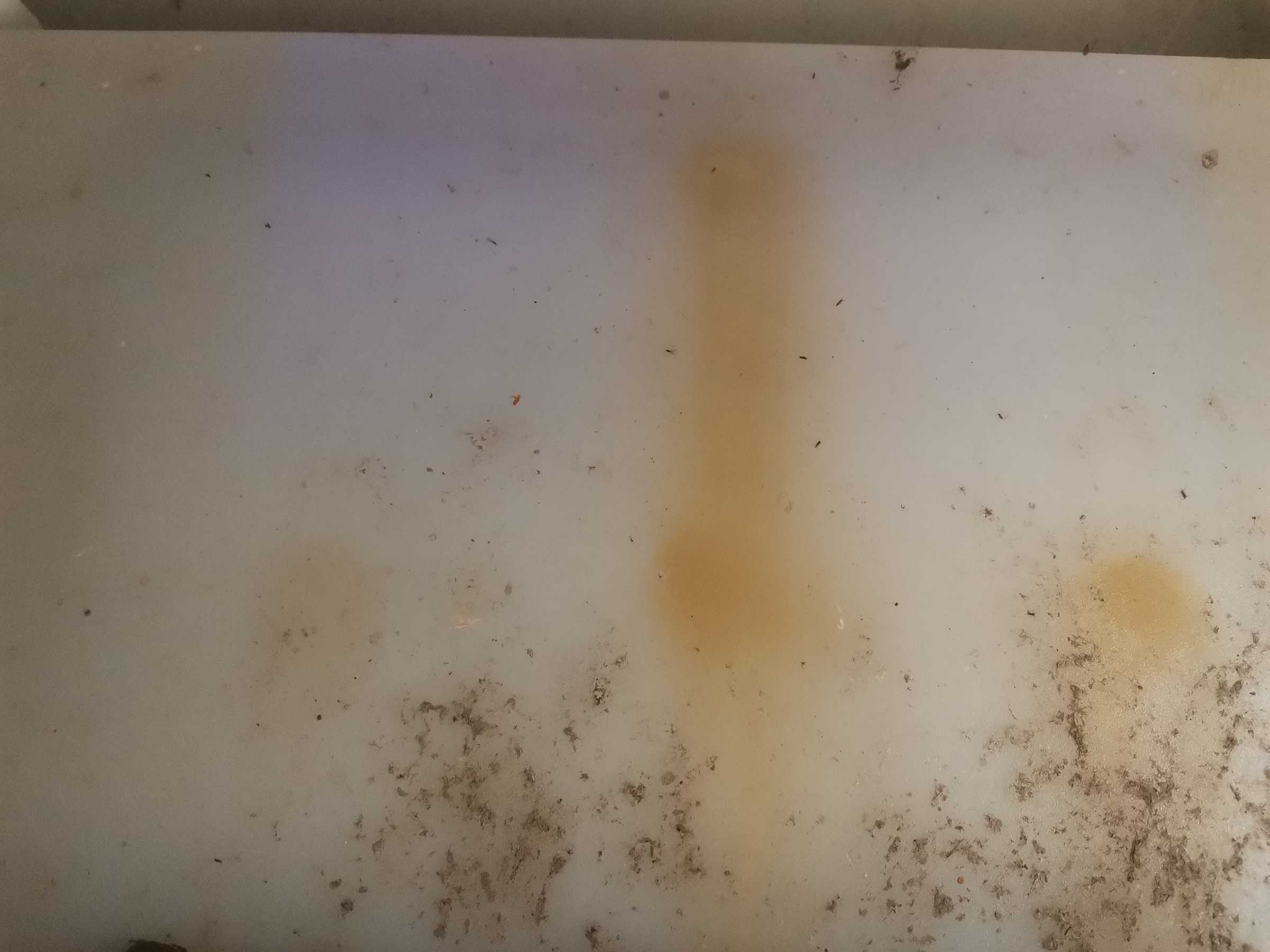 虫情图片22:45:02