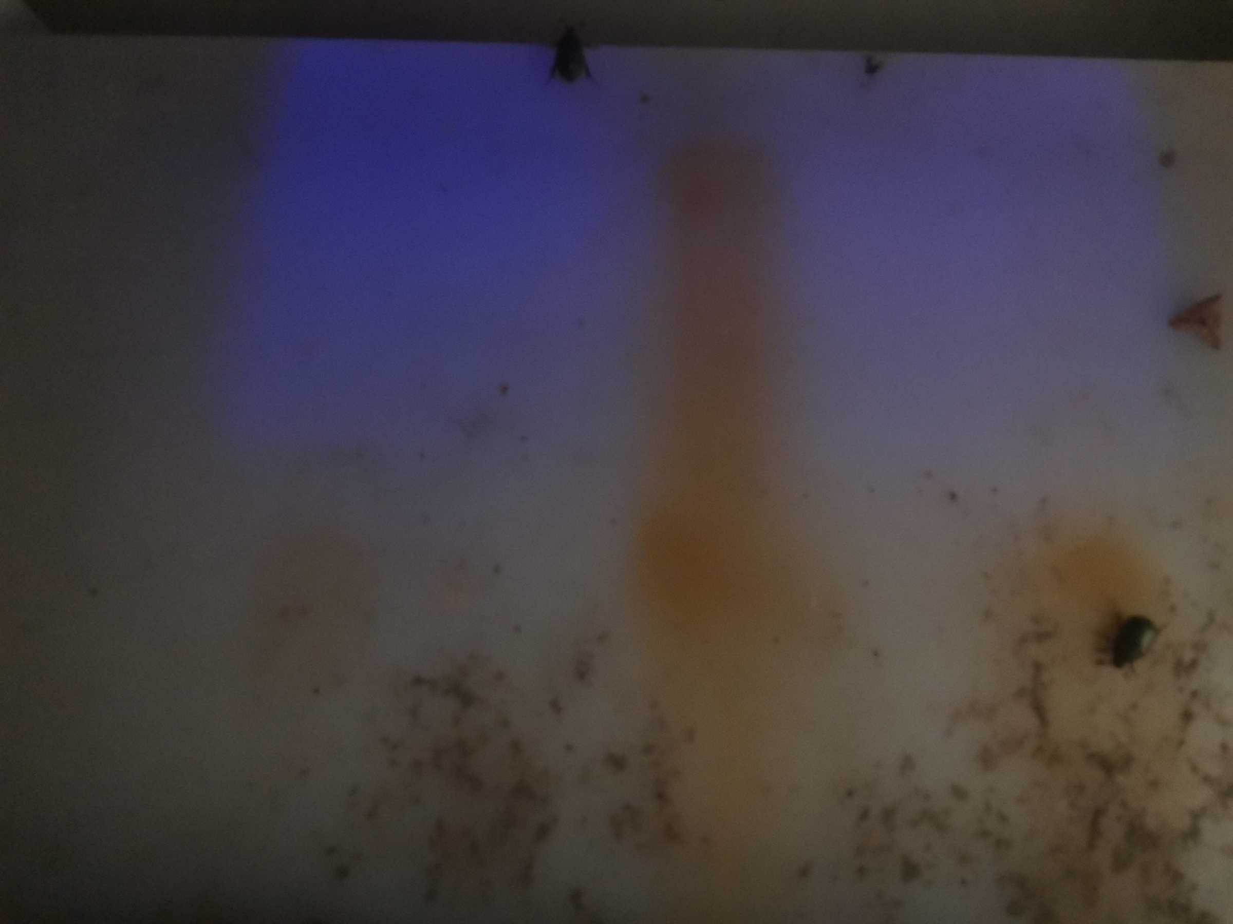 虫情图片20:11:09