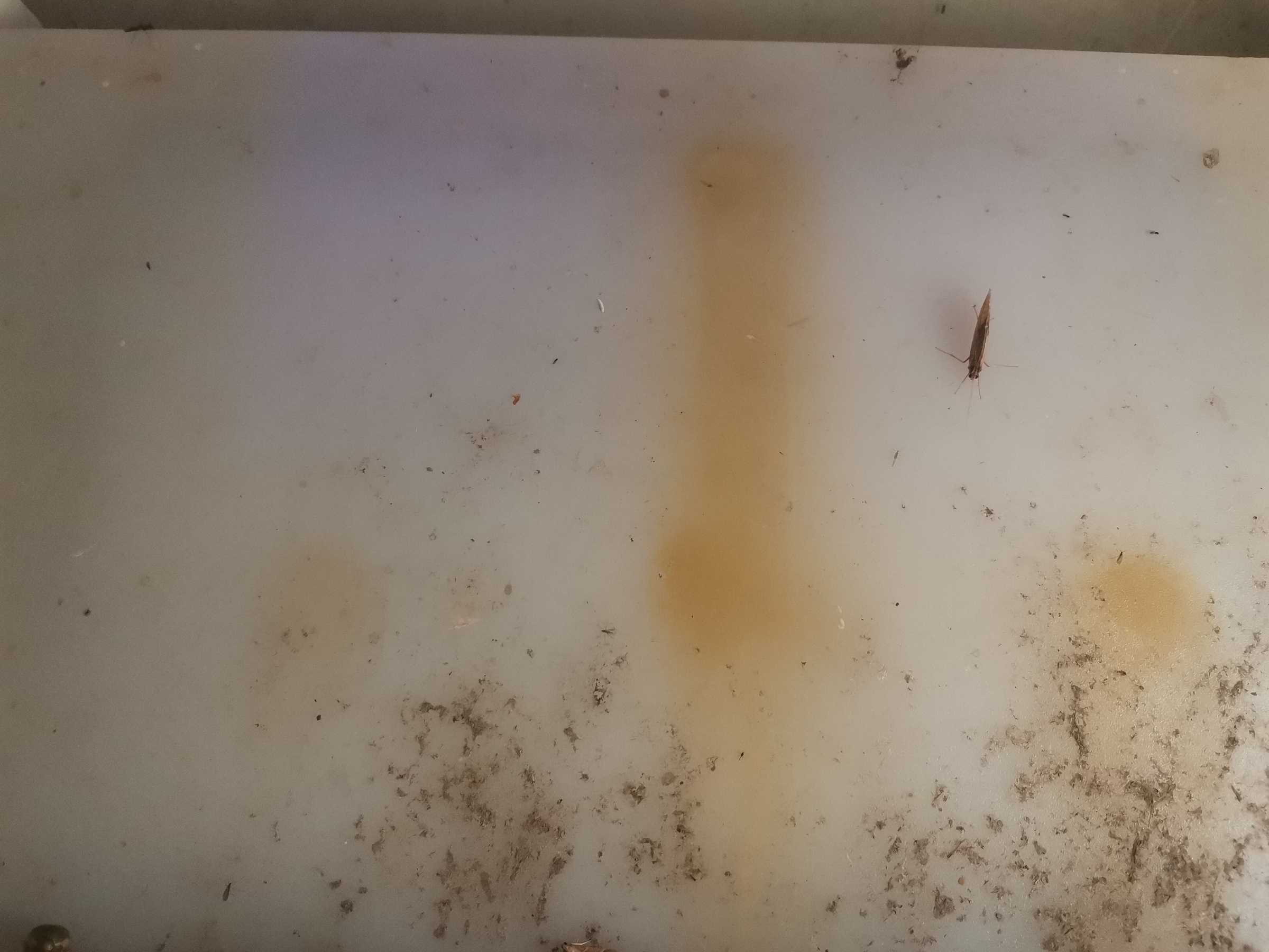 虫情图片20:40:35