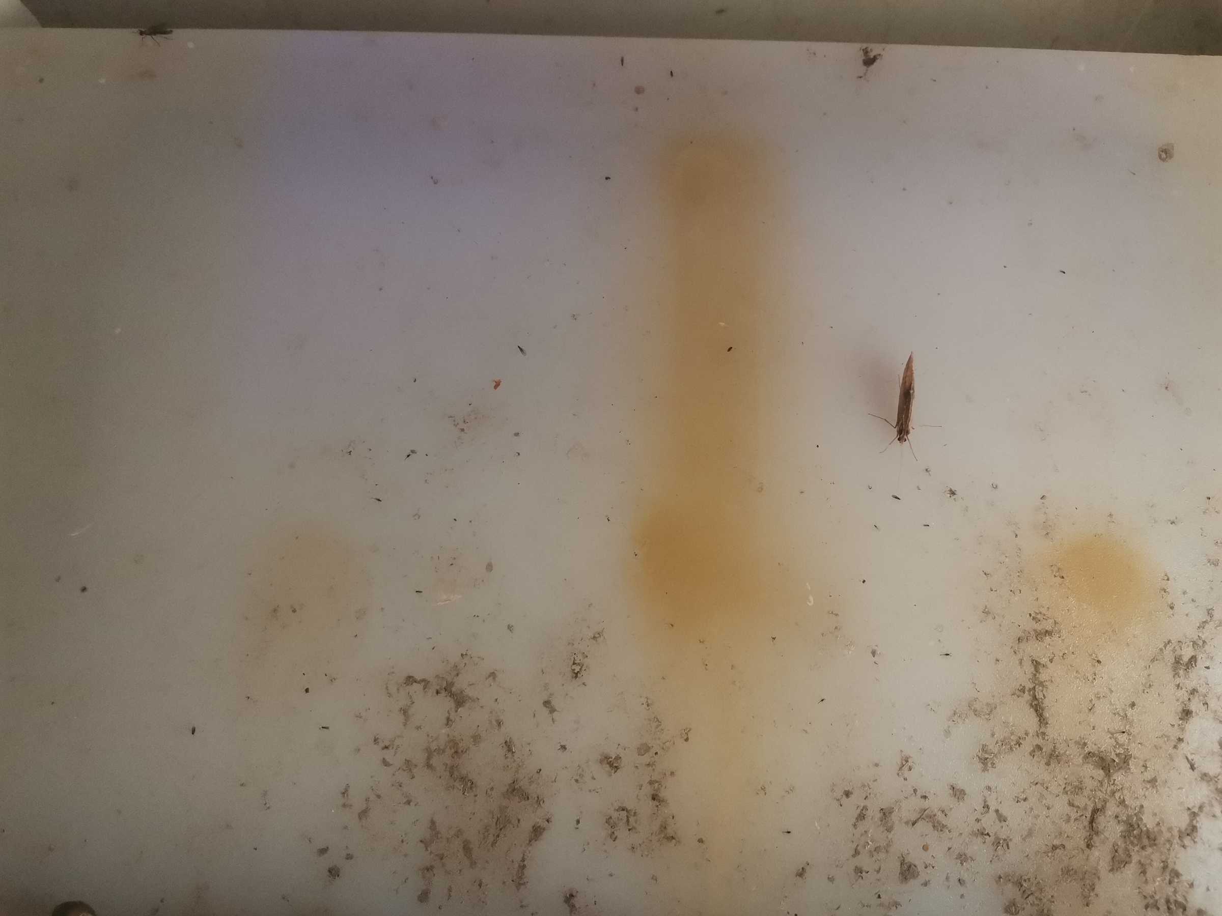 虫情图片21:10:19