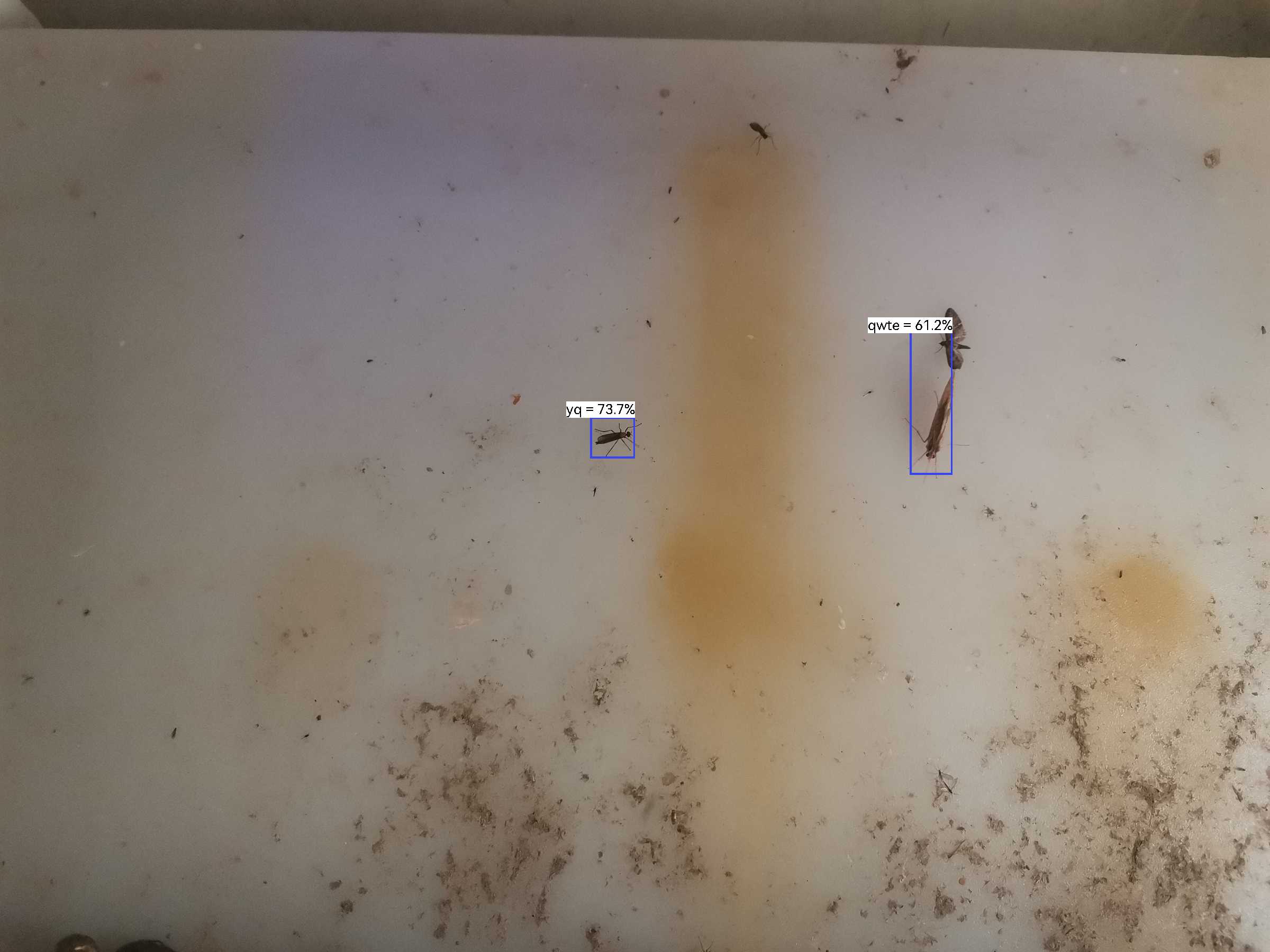 虫情图片21:40:24