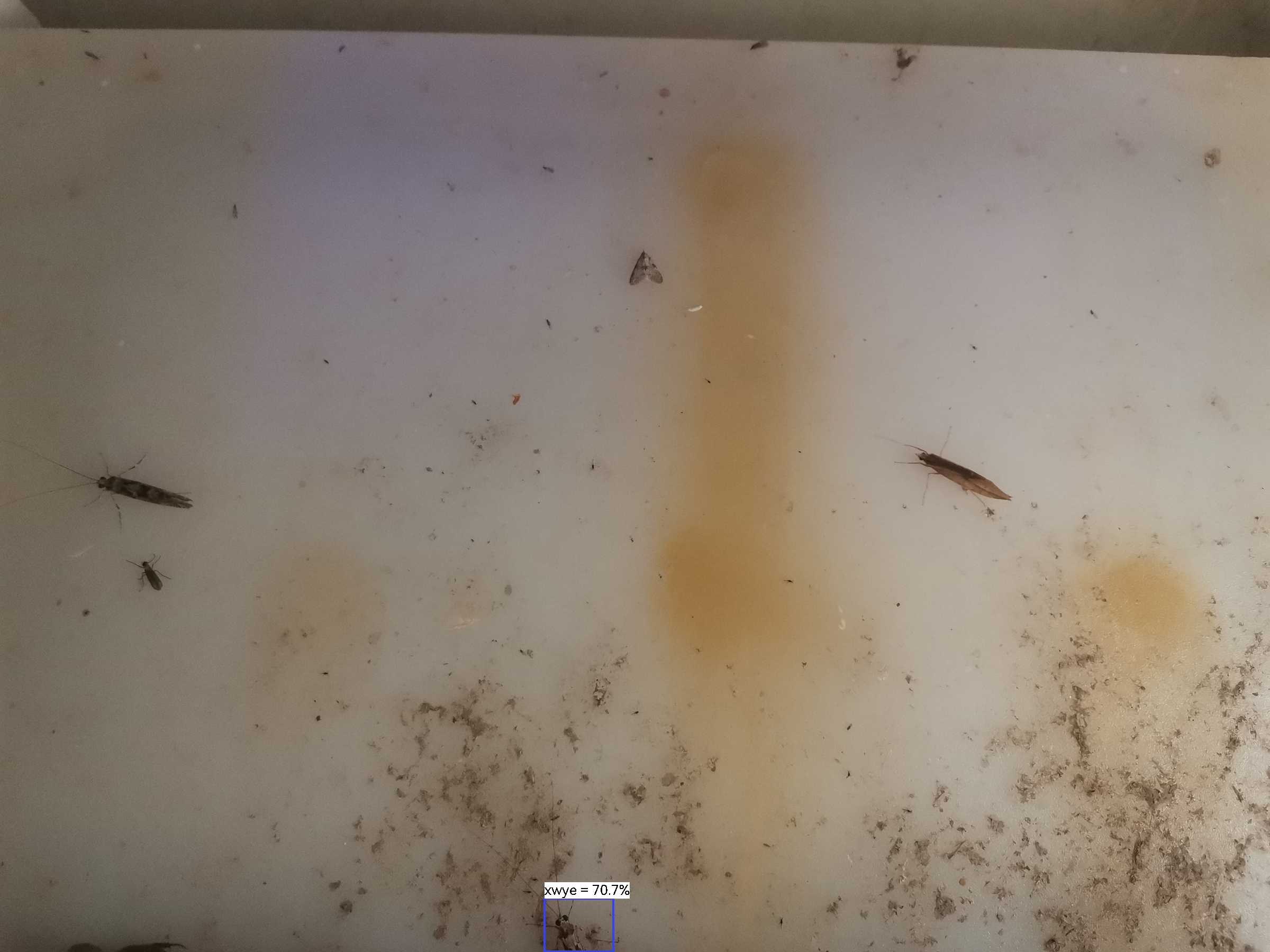 虫情图片23:13:40